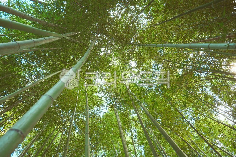 Bamboo,Bamboo Forest,Wallpaper,Green,Nature,Outdoor,Arashiyama,Low Angle