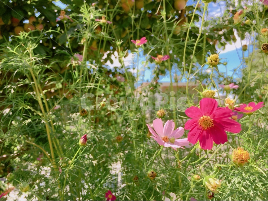 봄,자연,자연풍경,풍경,코스모스,꽃,봄풍경,식물,자연,plants,nature,꽃,flower