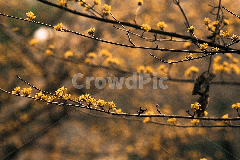 산수유,꽃,봄,계절,노랑색,식물,flower,spring,season,yellow,plant,봄,계절,spring,season,식물,자연,plants,nature,꽃,flower,감성,sensible,feeling,animal,동물,bird,새