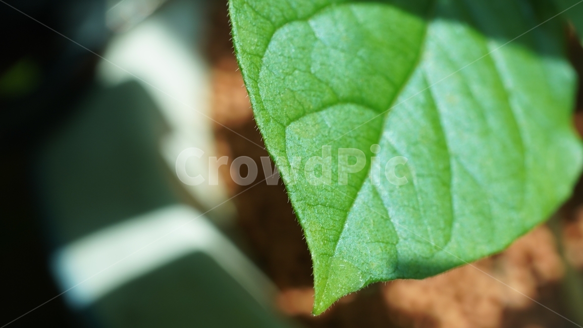 잎,잎사귀,나뭇잎,녹색잎,나무잎사귀,식물,자연,plants,nature