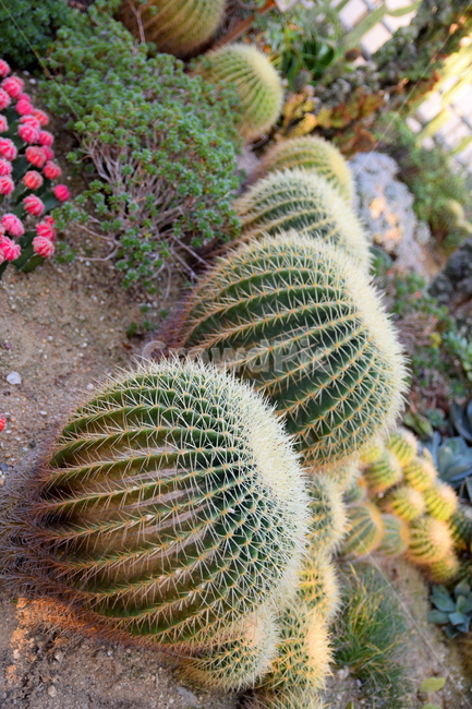 온실식물,온실재배,온실원예,선인장,식물,예쁜,가시,선인장가시,plants