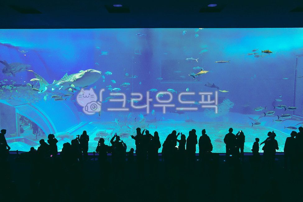japan,Okinawa,whale shark,Churaumi Aquarium,aquarium,marine life