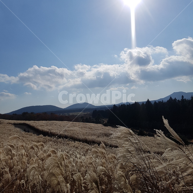 제주도,햇빛,구름,갈대,따스한,가을,계절,fall,autumn,season