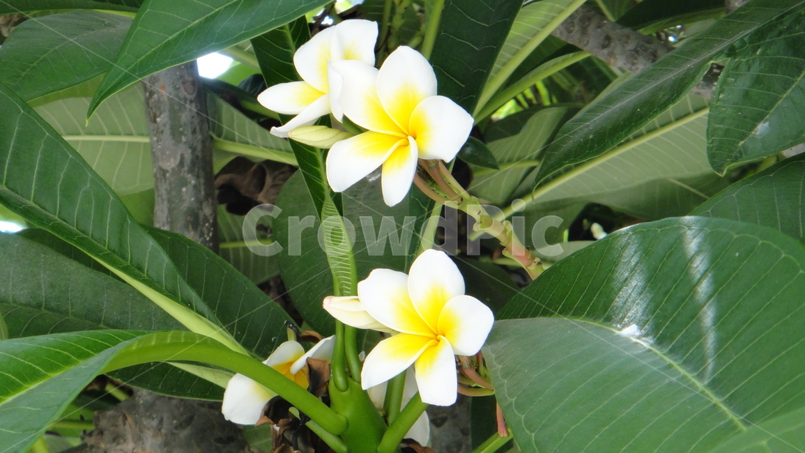 삘라쭉지,인도,노랑색,식물,여행,식물,자연,plants,nature,꽃,flower