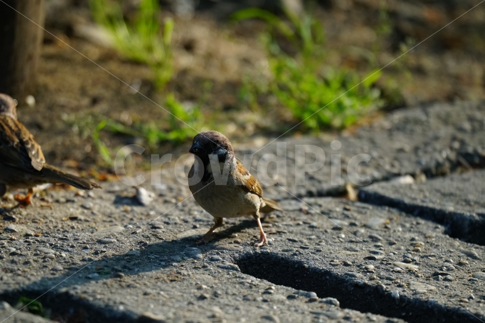 참새,조류,동물,공원,식물,나무,잎사귀,자연,bird,animal,nature,귀여운,귀엽다,lovely,cute,큐티,pretty,감성,감성사진,힐링,힐링사진,동물,animal,조류,새,birds