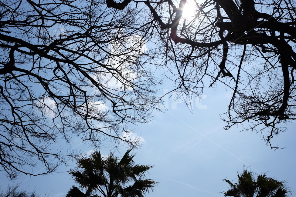 하늘,구름,나무,나뭇가지,자연,배경,풍경,제주,맑음,쾌청,자연,풍경,nature,landscape,tree,plant,식물,tree trunk,나무 줄기