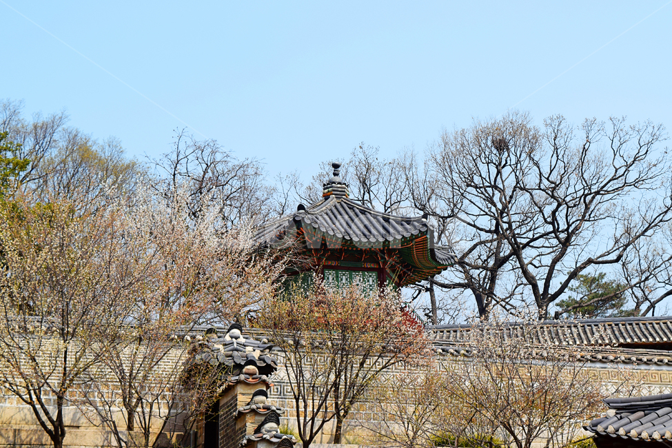 창덕궁,한국문화,고궁,고건축물,기와,지붕,건물외관,과거,역사,하늘,전통,실외,문화재,한옥,담장,매화,파랑,벚꽃,식물,나무,꽃,돌담