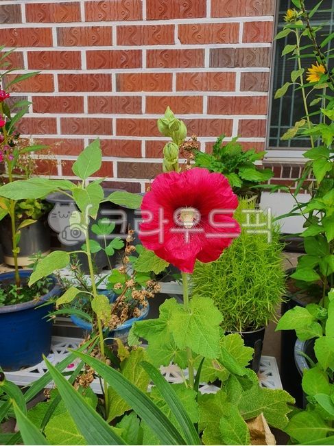 식물,flower,꽃,접시꽃,붉은접시꽃,여름꽃,화단,여름식물