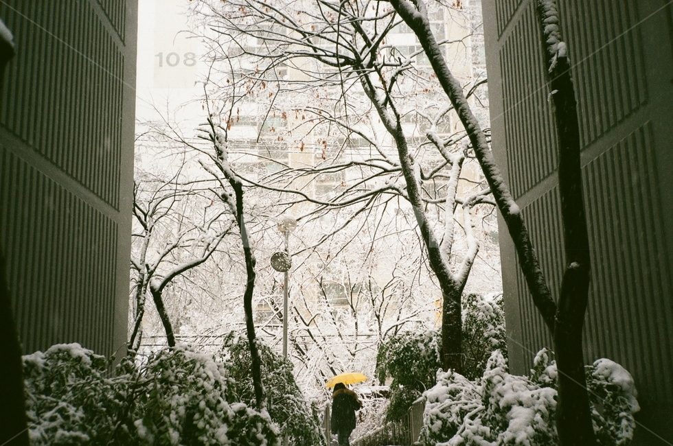snow,winter,yellow,노랑우산,겨울,겨울배경,흰배경,나뭇가지위눈,ambrella,yellowambrella,film,filmcamera,겨울,계절,winter,season