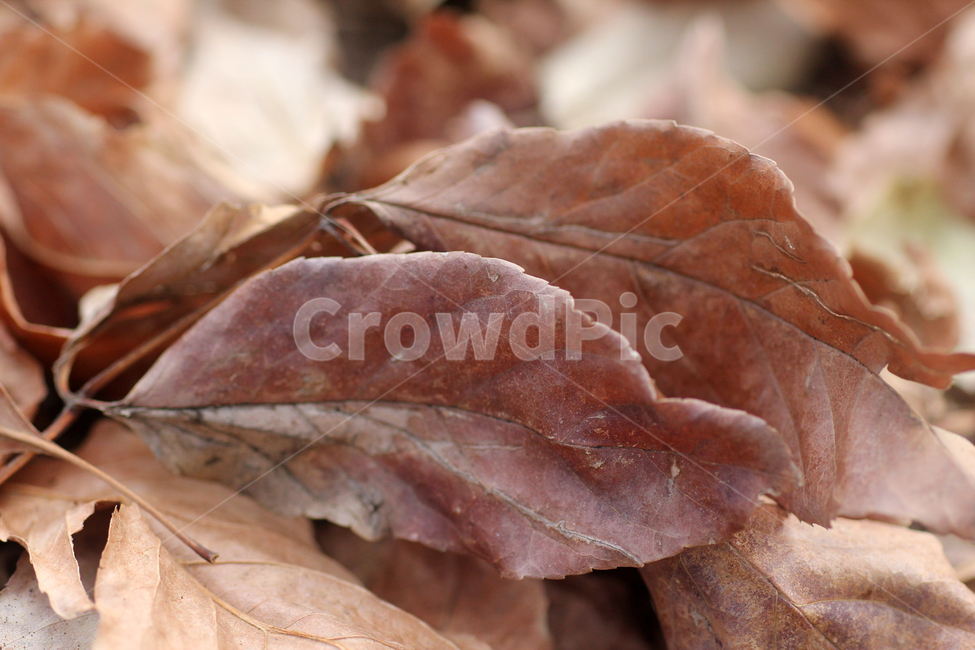 가을,낙엽,leaf,잎,브라운,자연,식물,바닥,줄기,계절,시즌,공원,야외,숲,가을,계절,fall,autumn,season