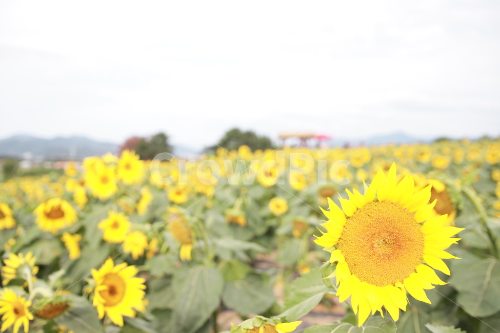 함안,강주,해바라기,해바라기축제,노란색,노란꽃,자연,풍경,nature,landscape,식물,plants,꽃,flower,plant,blossom,sunflower