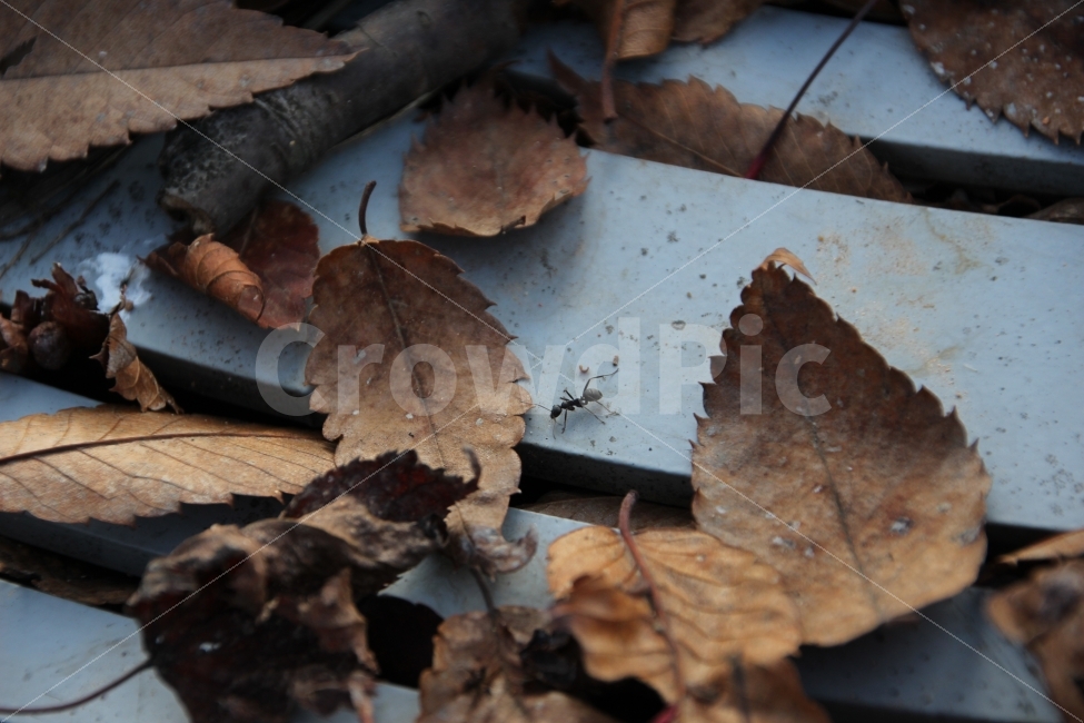 낙엽,개미,자연,모델,땅,식물,자연,plants,nature,가을,계절,fall,autumn,season,leaf,잎,plant