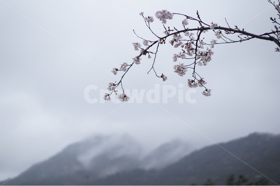 산,벚꽃,풍경,구름,봄,흐림,봄,계절,spring,season,식물,자연,plants,nature,꽃,flower,plant