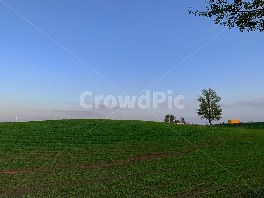 잔디,초원,들판,풀,초록색,하늘,자연,나무,식물,grass,들,field,plant