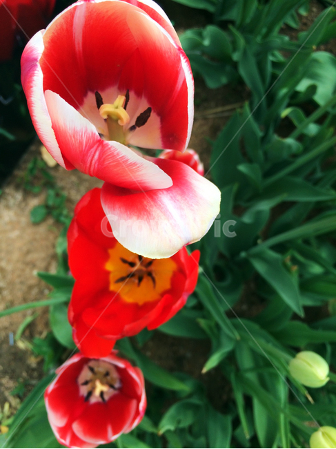 꽃,flower,blossom,식물,plant,레드,빨간꽃,노랑,옐로우,그린,녹색,초록색,봄,계절,red,yellow,green,spring,season,감성,색깔,색감,emotion,sensible,color