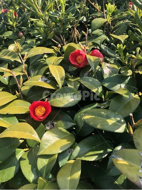 동백꽃,풀잎,꽃,오륙도,빨간동백,식물,자연,plants,nature,꽃,flower