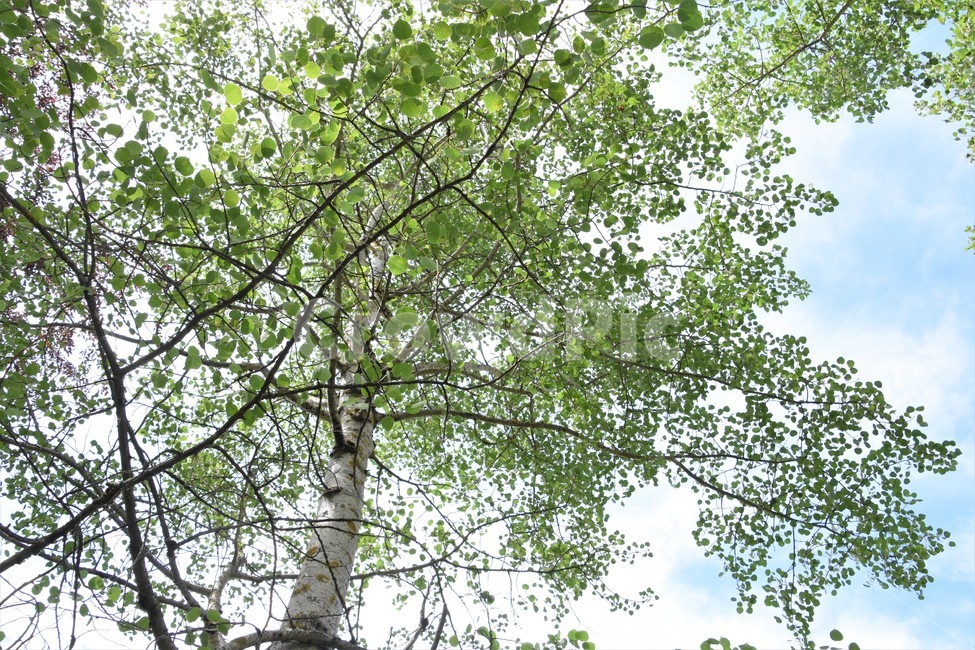 나무,나뭇잎,흐드러짐,자연,캐나다나무,식물,자연,plants,nature,나무,trees,wood