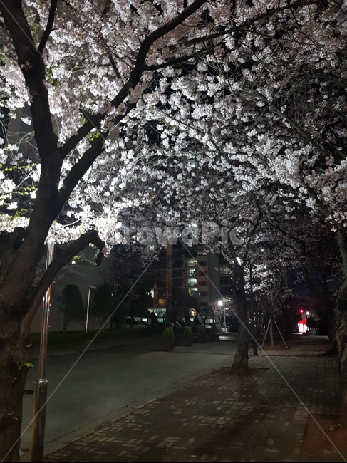 벚꽃,밤,꽃,밤풍경,아파트,cherryblossom,night,apartment,flower,nightlandscape,landscape