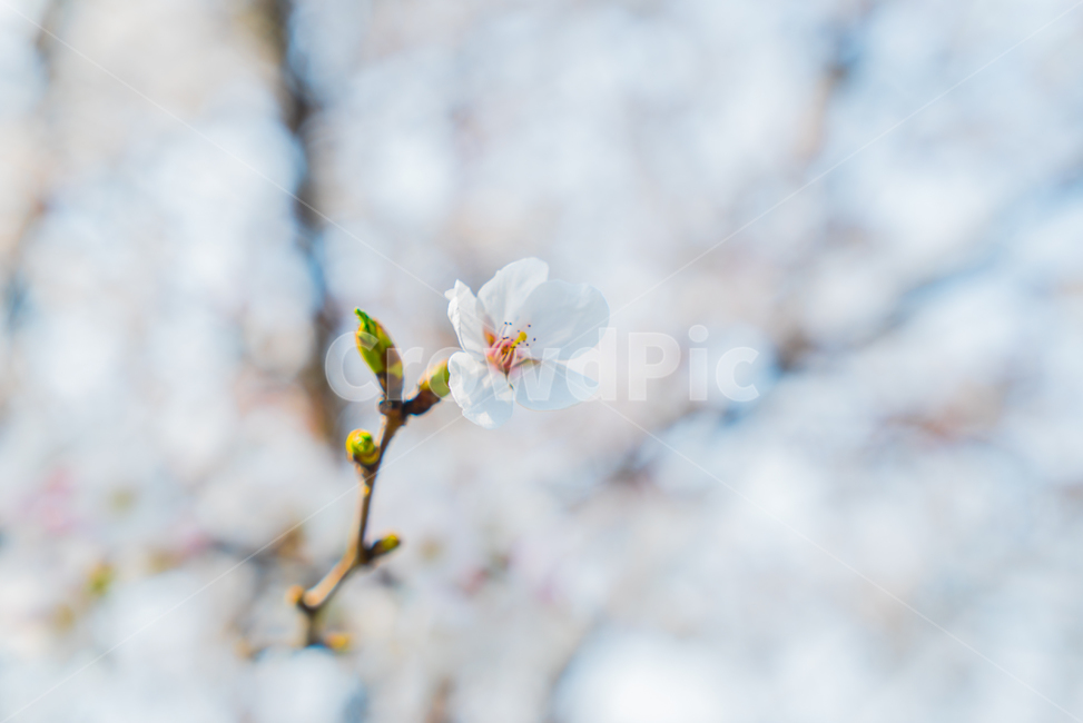 꽃,벚꽃,봄,공원,산책