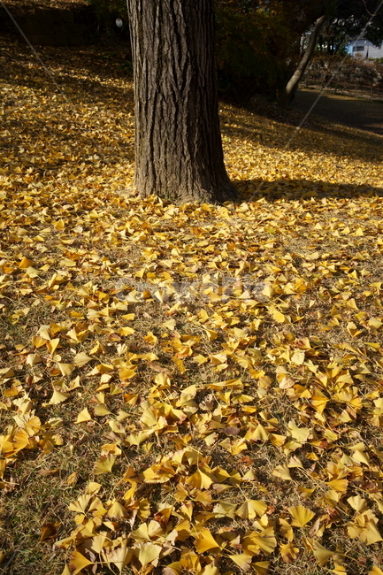 은행나무,가을,가을풍경,자연,nature,autumnleaves,fall,autumn,koreanature,trees,colorful,yellow