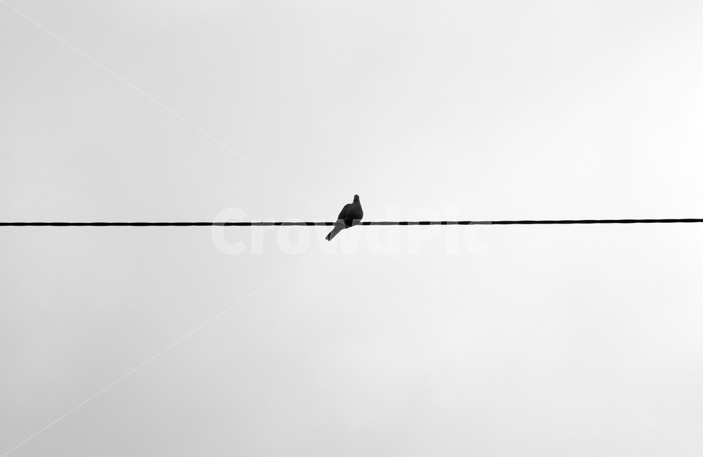animal,동물,bird,새,flying,미니멀,minimal,홀로,alone,toutseul,1,흑백,noiretblanc,黑白,black,white,one,모노톤,monochrome,모노크롬,monotone,simple,minimalisme,minimalimage,기다림,버티기,대기,기다리기