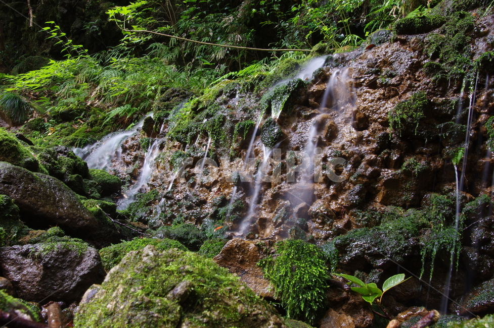 이끼,이끼폭포,미니폭포,고사리,장노출,자연,풍경,nature,landscape,water,물,outdoors,옥외,river,강,waterfall,폭포,moss,plant,식물