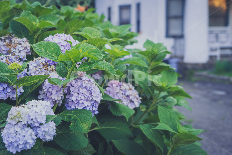 꽃,라벤더,수국,보라색수국,자연,식물,자연,plants,nature,꽃,flower
