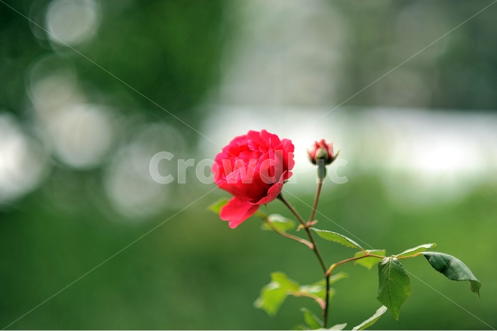 장미,자연,꽃,초록,5월,화려함,식물,자연,plants,nature,꽃,flower
