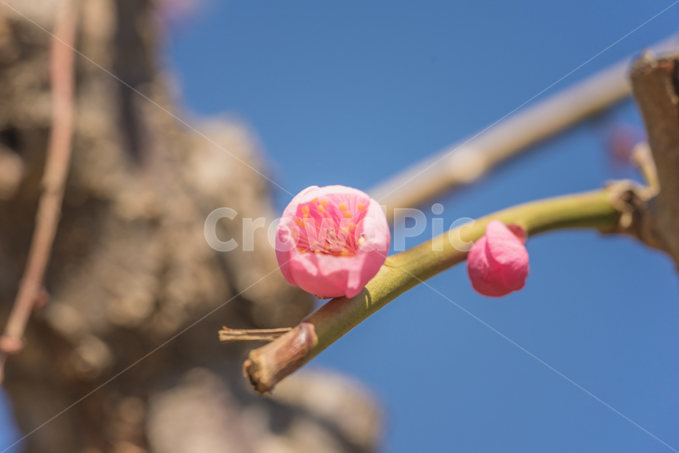 꽃,홍매화,봄,자연,접사,매화,꽃사진,풍경,봄,계절,spring,season,식물,자연,plants,nature,꽃,flower,감성,sensible,feeling,plant,blossom