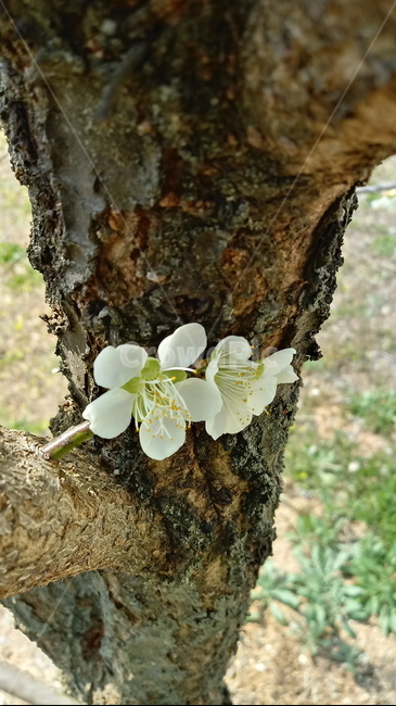 식물,나무,꽃,plant,blossom,flower,벚꽃,벚나무,봄꽃