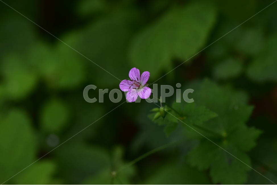 큰세잎쥐손이,야생화,식물,자연,꽃,생태,힐링,플라워,wildflower,flower,plants,nature,season,감성,느낌,emotion,feeling,여름,분홍색,여러해살이풀,쥐손이풀과,쥐손이풀속,식물,자연,plants,nature,꽃,flower
