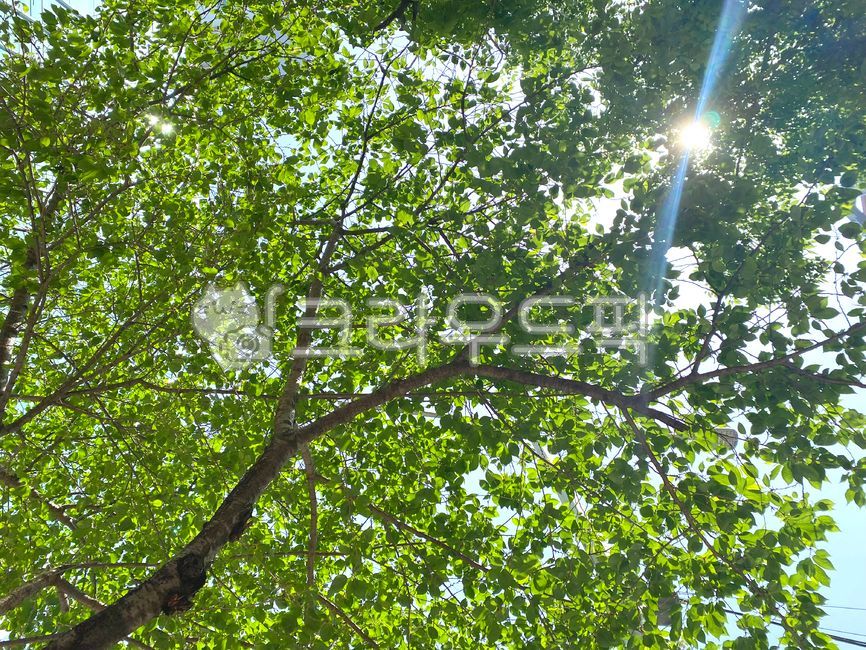 tree,나무,하늘,자연,light,무지개,햇빛,nature,옥외