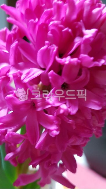 식물,꽃,히아신스,분홍,plant,flower,hyacinth,pink,blossom