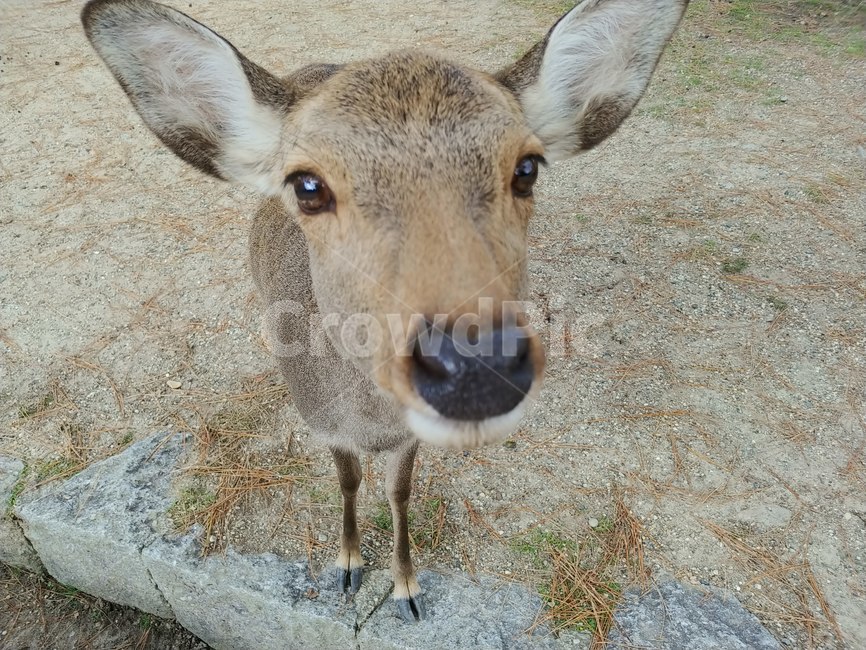 deer,bright eyes,Nara Park,animal,deer park