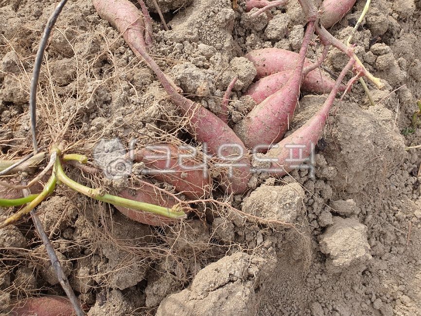 chestnut sweet potato,sweet potato,Pumpkin Sweet Potato,sweet potato field,soil