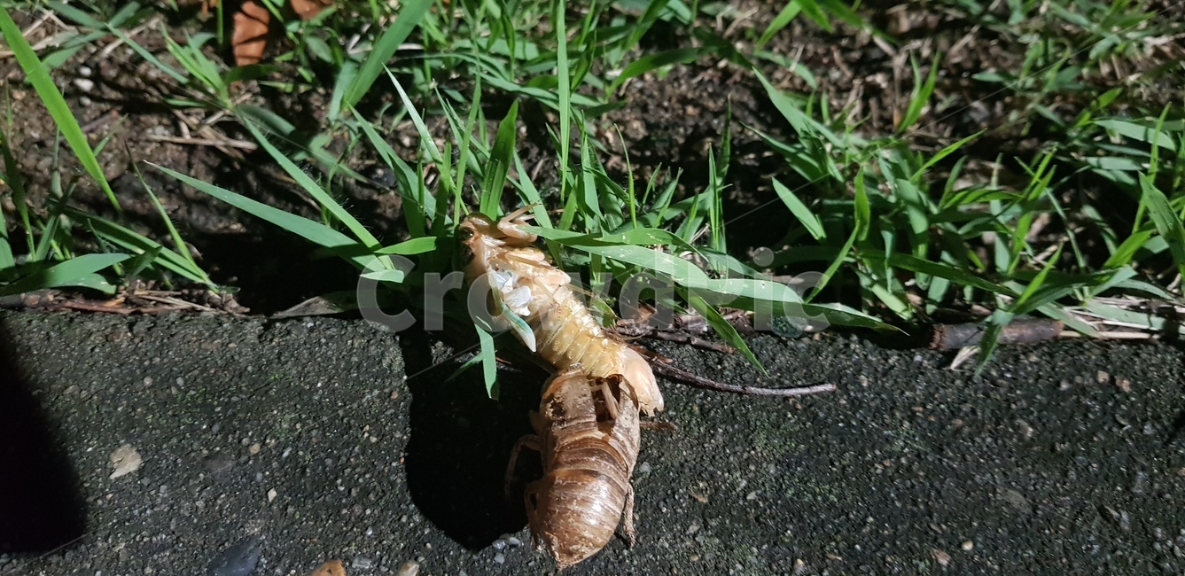 참매미,곤충,동물,삶,옷벗기,동물,animal,곤충,벌레,insect,bug