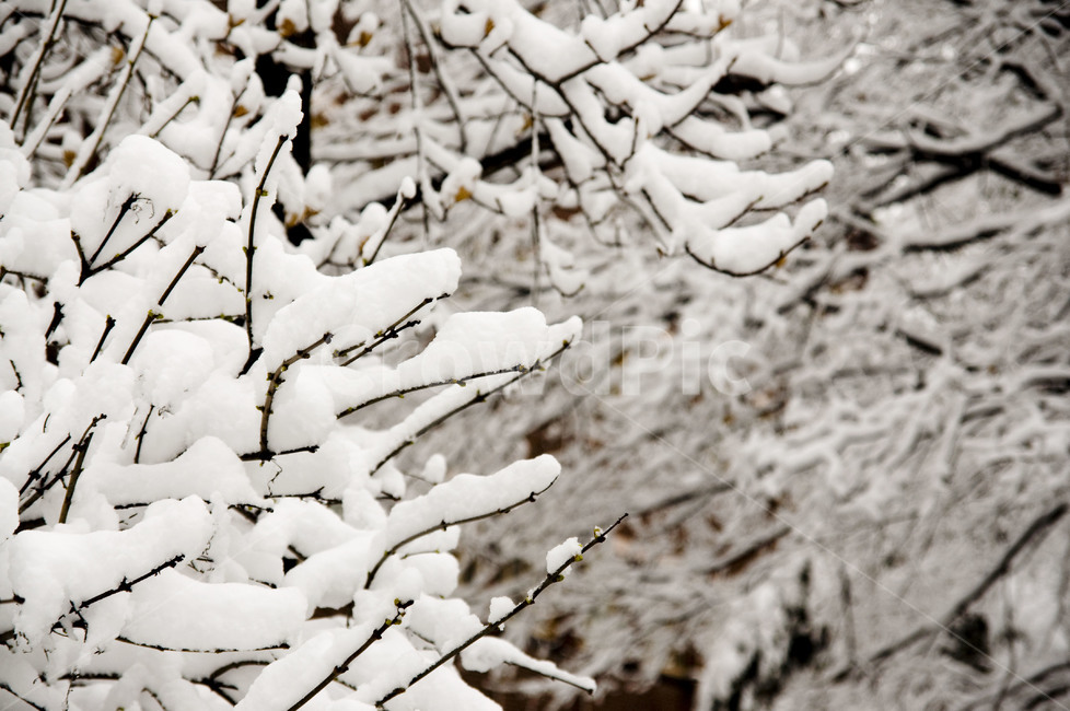 nature,자연,snow,눈,설경,white,겨울,winter,겨울왕국,겨울,계절,winter,season