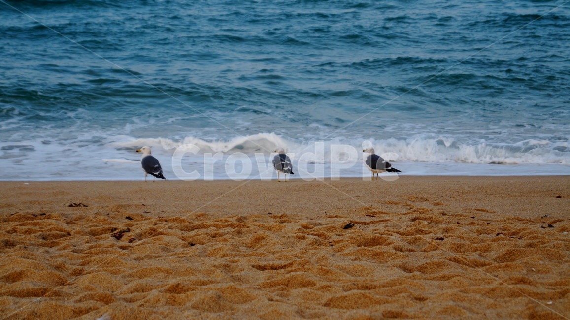 새,바다,새발자국,모래사장,파도,자연,풍경,nature,landscape,해변,바다,beach,sea,동물,animal,조류,새,birds,bird,outdoors,옥외,water,물,ocean,대양