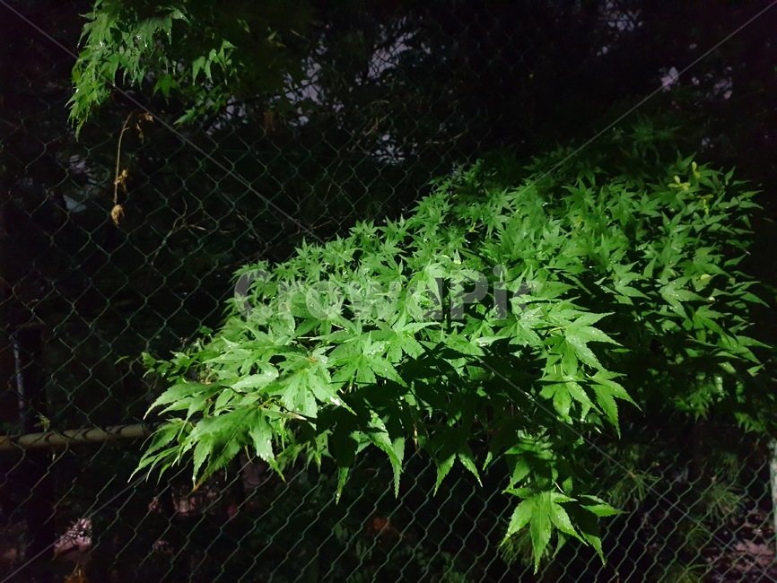 비,이슬,나무,단풍,풀,숲,자연,비온뒤,green,tree,forest,식물,자연,plants,nature