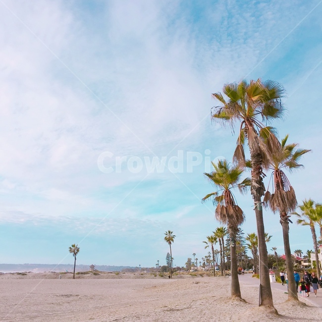 야자수,자연,하늘,바닷가,섬,자연,풍경,nature,landscape,해변,바다,beach,sea,summer,여름