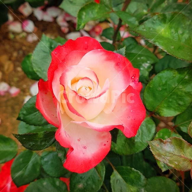 장미,장미축제,로즈데이,꽃다발,꽃송이,rose,love,장미공원,장미꽃,자연,사랑,장미향,장미무늬