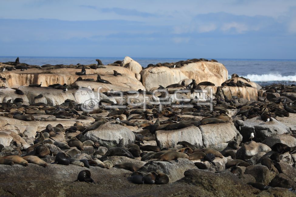 물개,남아공,seal,southafrica,animal,동물,자연
