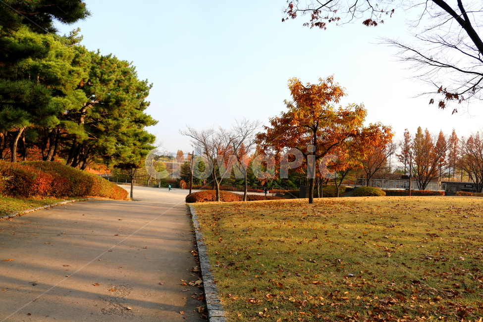 나무,밤나무,식물,단풍,낙엽,가을,풍경,공원,선유도공원,산책길,가을,계절,fall,autumn,season,자연,풍경,nature,landscape,tree,plant