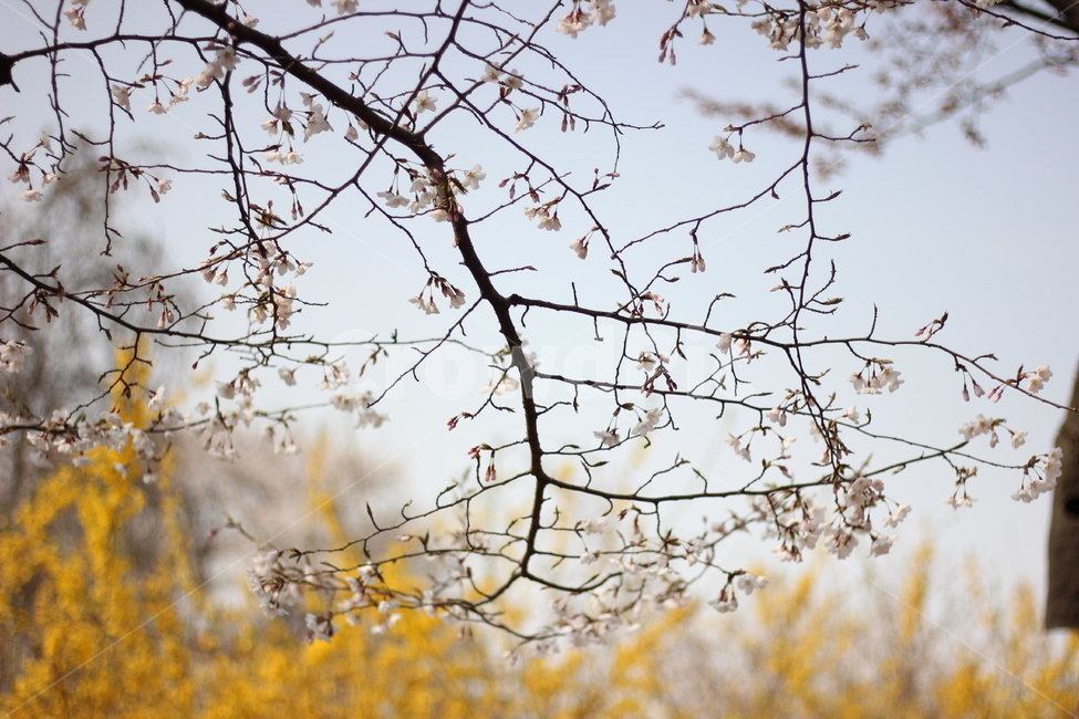 봄,봄꽃,벚꽃,꽃,풍경,봄,계절,spring,season,식물,자연,plants,nature,꽃,flower,plant