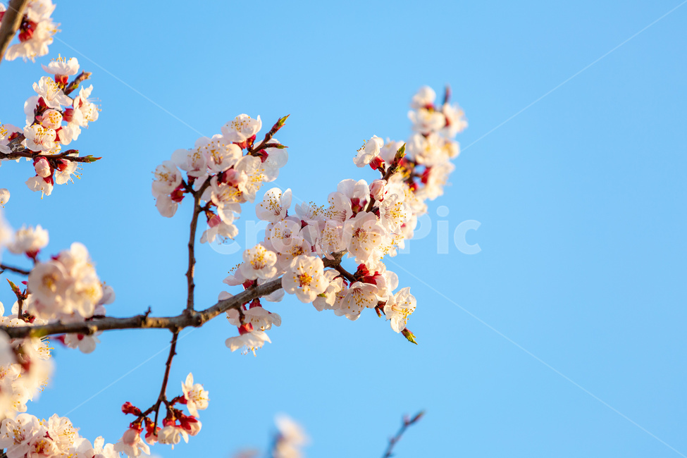 봄,꽃,여의도,나들이,여유,봄,계절,spring,season,plant,식물