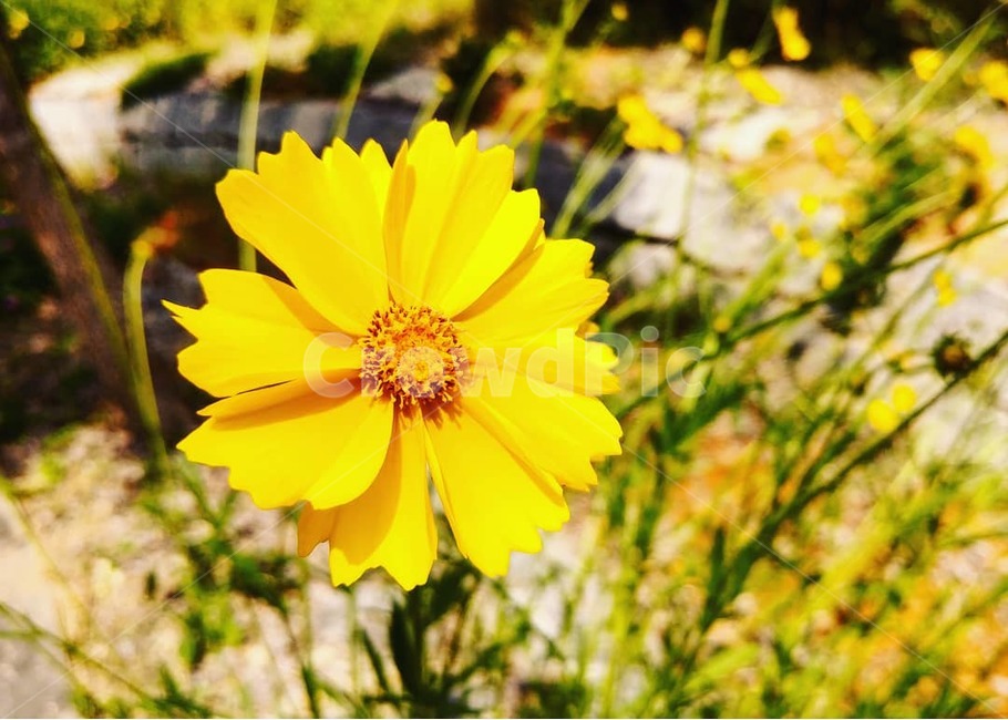 풍경,배경,꽃,식물,자연,날씨,노란꽃,landscape,background,flower,plants,nature,weather,식물,자연,plants,nature,꽃,flower
