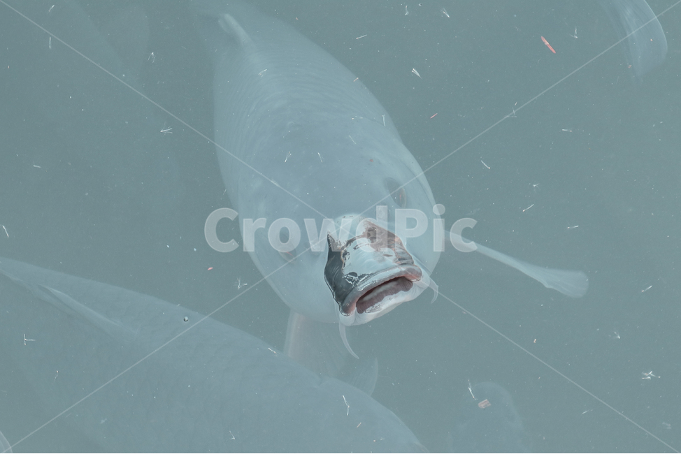 붕어,잉어,어류,생선,물고기,동물,animal,어류,물고기,fish