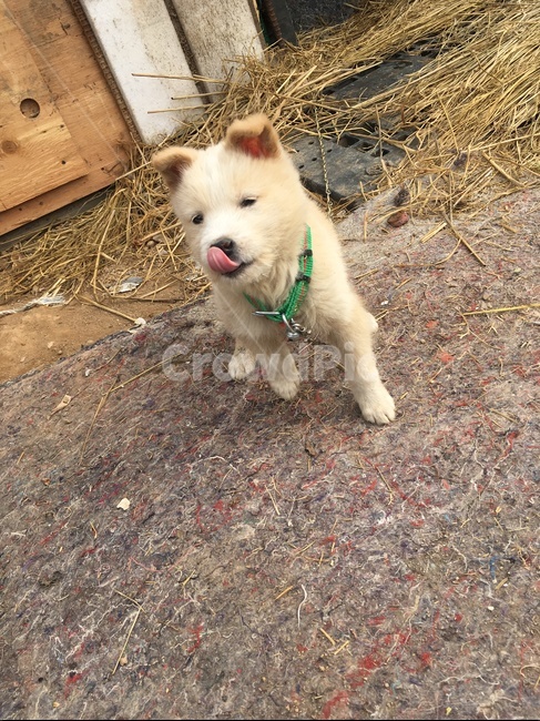 강아지,멍멍이,귀여운,마당,멍뭉이
