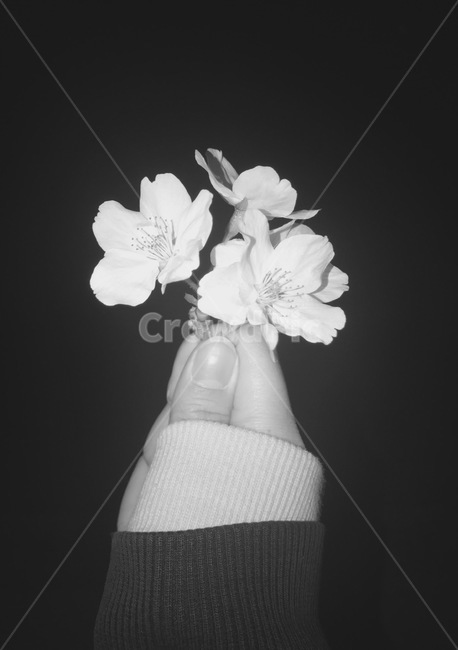 벛꽃,봄꽃,흑백꽃,만개한벚꽃,확짝핀벚꽂