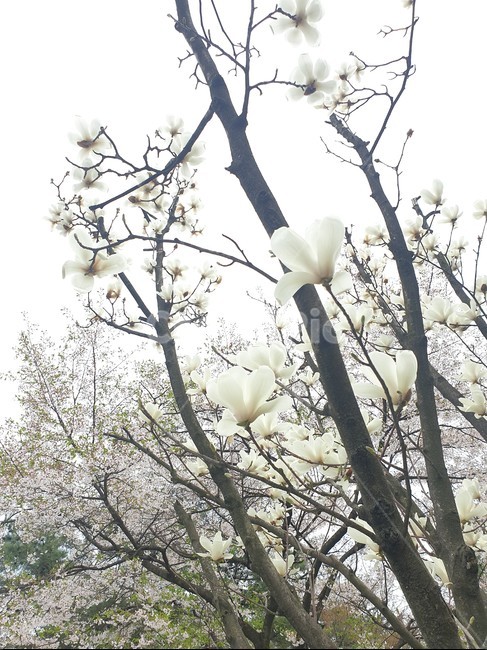 나무,꽃,정원,흰색,벚꽃,봄,식물,자연,plants,nature,꽃,flower